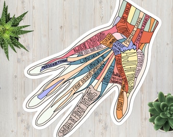 Muscles of the Hand Anatomy