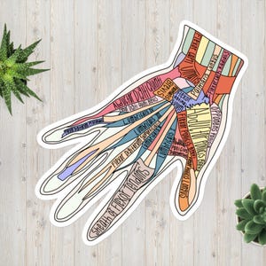 May include: A colourful sticker depicting a hand with labelled muscles and tendons. The illustration includes anatomical terms such as "Flexor Carpi Radialis" and "Lumbricals." The design has a white border and is set against a light wood grain background.