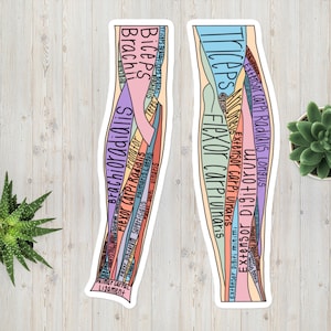 May include: Two stickers with colorful illustrations of arm anatomy. The stickers feature labeled muscles such as Biceps Brachii, Triceps, and Flexor Carpi Ulnaris. The background is white with a wooden texture, and a small succulent plant is visible.