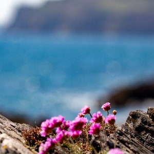 Polperro Coast, Cornwall