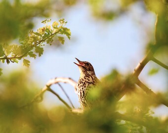 The Evening Song