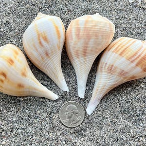 May include: Four light-colored, spiraled seashells with tan and brown vertical striping patterns. The shells are arranged in a cluster next to a silver United States quarter coin, which provides a clear scale reference for their size.