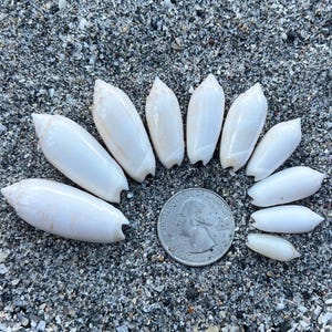 May include: A collection of white, oblong seashells arranged on a sandy surface next to a U.S. quarter. The shells vary in size, with a smooth, glossy texture. The quarter provides a size reference for the shells.