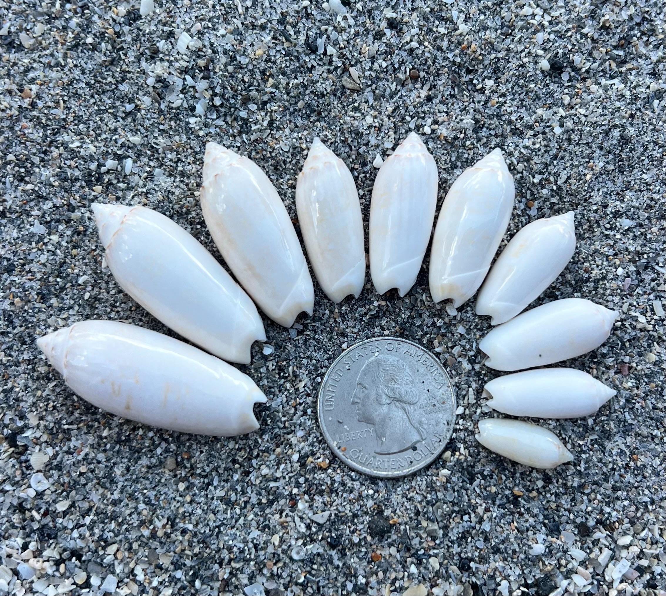 Juvenile Lettered Olive Shells- 10 Shells(growth Series), Shiny ...