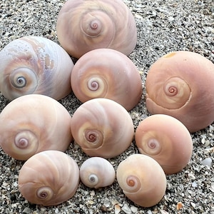 Shark eye (moon snail) shells- Lot 1, 10 seashells, ethically handpicked florida shells