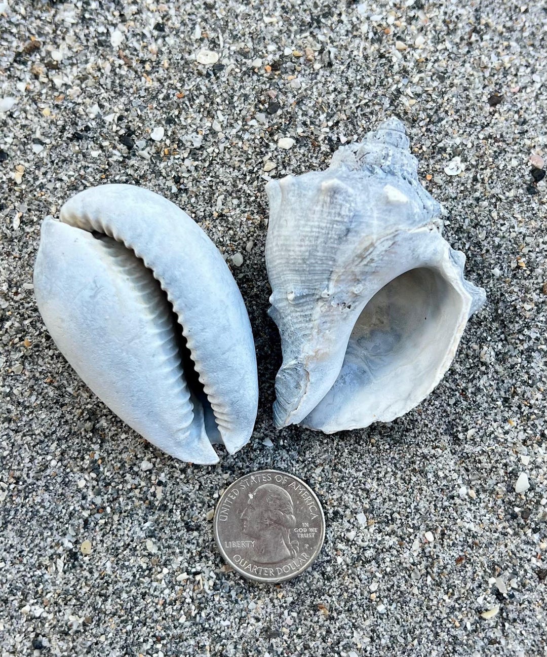 Fossilized Cowrie (NOT SHINY) and King Crown Conch Shell- Set of 2 ...