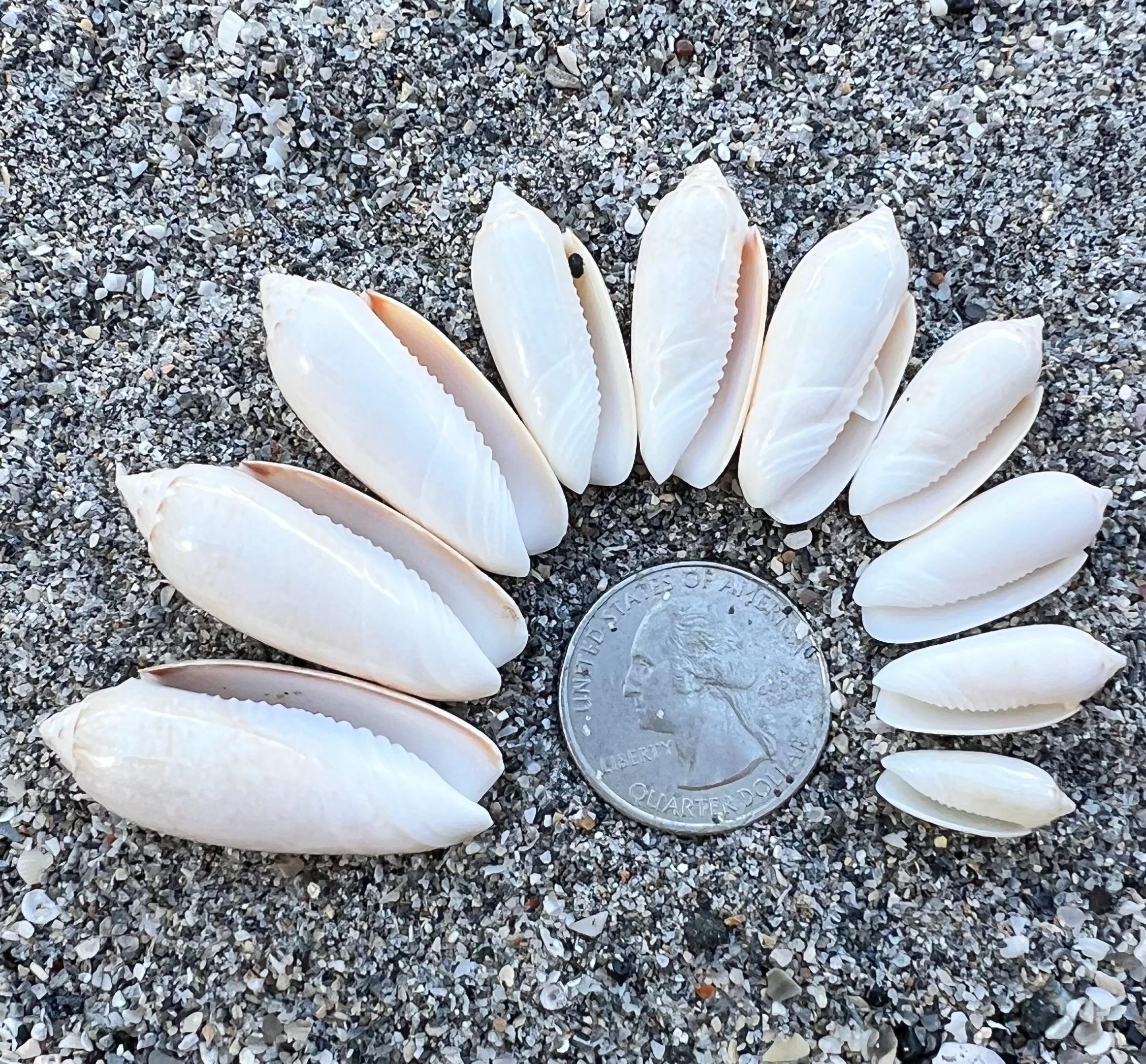 Juvenile Lettered Olive Shells- 10 Shells(growth Series), Shiny ...