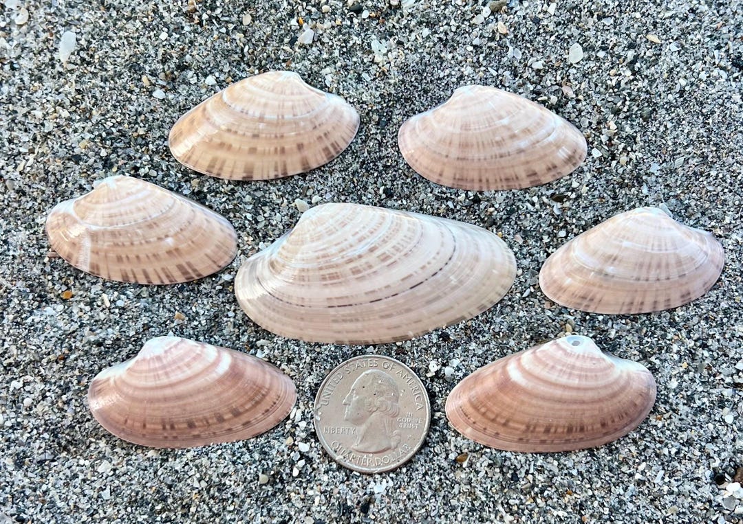 Venus Shell Sunray Venus Clam Shells- 7 Seashells, Craft Shells, Ethically Hand ...
