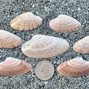 May include: Seven seashells with a light brown and pink hue are arranged on a sandy surface. A US quarter is included for size reference. The shells have a fan-like shape with visible ridges.