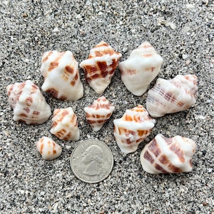 May include: A collection of ten small, spiraled seashells with white and brown patterned markings, arranged around a silver United States quarter coin for scale, displaying various sizes and distinct brown striped textures on their surfaces.