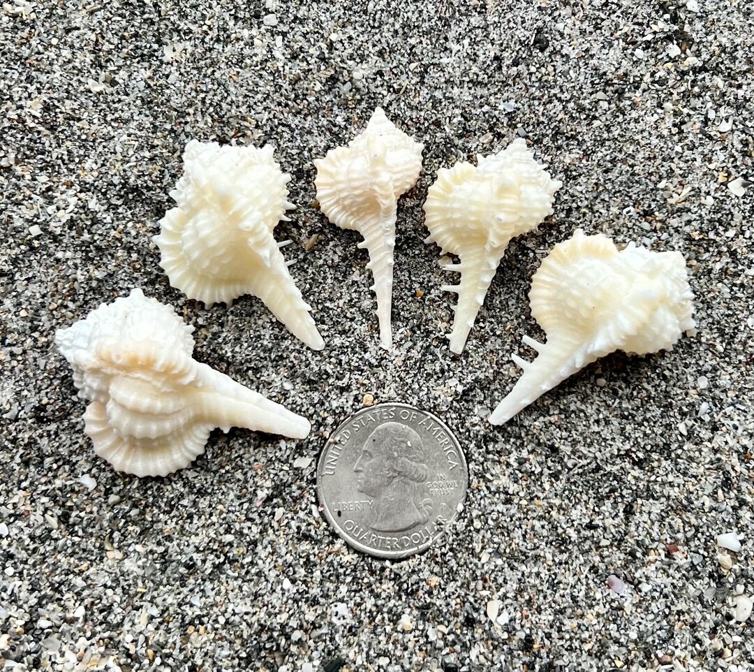Rare Cabrit Murex Shells- 5 Seashells, Ethically Hand Collected Florida