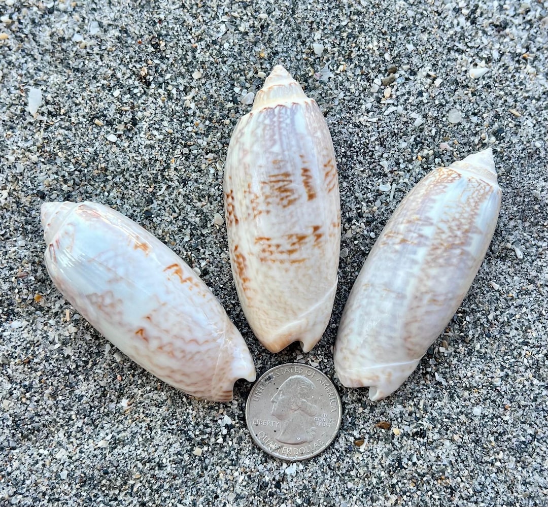 Huge Lettered Olive Shells- 3 Seashells, Ethically Hand Collected ...