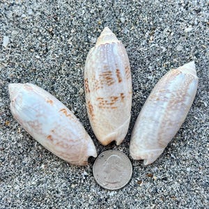 May include: Three seashells with a quarter coin on a sandy surface. The shells are elongated, with a light beige base colour and brown markings. The quarter coin is silver and shows a profile of George Washington.
