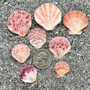 May include: A collection of eight assorted scallop shells in shades of pink, white, and purple, arranged around a silver United States quarter coin, which measures approximately 0.955 inches in diameter, providing a clear scale for the shells.