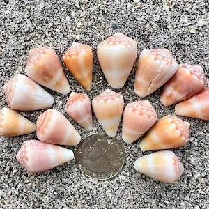 Mouse cone shells- 15 seashells, ethically hand collected Florida shells