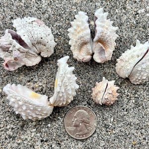 May include: A collection of five white and pale pink textured seashells with spiky, irregular surfaces. One shell is partially open, revealing a smooth interior. A silver United States quarter coin is placed next to the shells for scale.