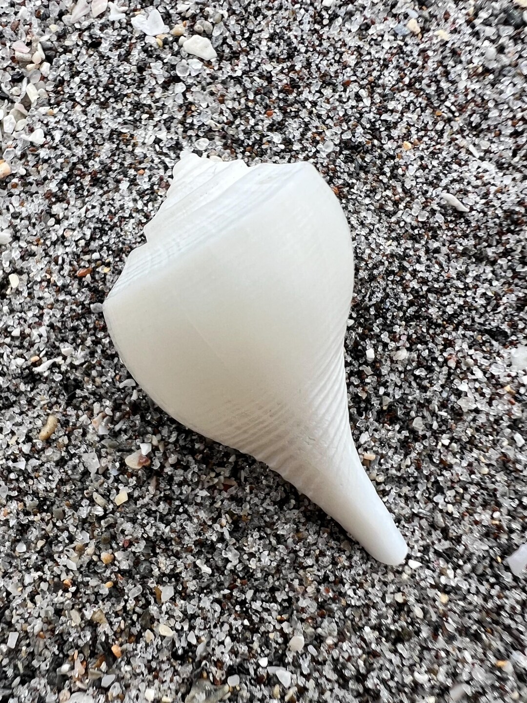 Rare Albino Pear Whelk Shell (30.48mm), Ethically Hand Collected ...
