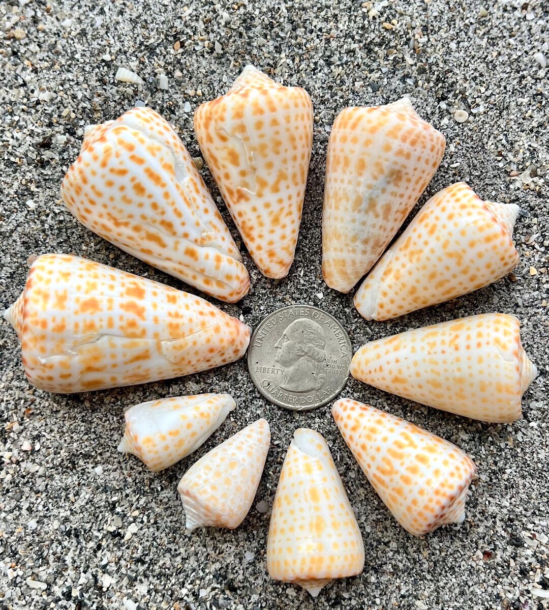 Alphabet Cone Shells- 10 Seashells, Ethically Hand Collected Florida ...