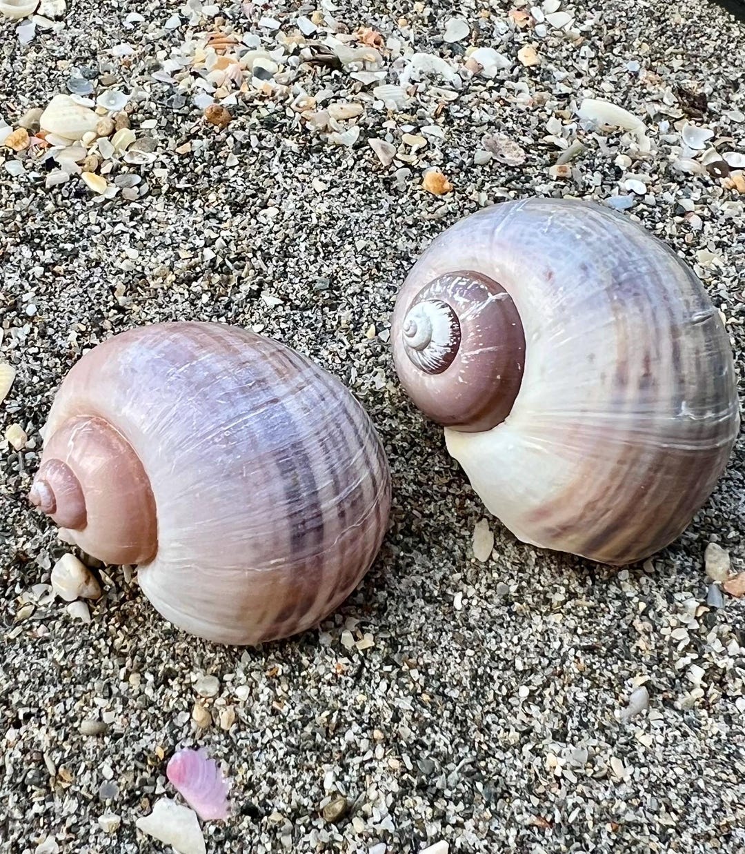 Apple Snail Shells- Set of 2 Shells, Collectible Shells, Land Snail ...