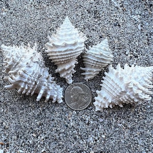 May include: Four off-white, textured sea shells with pointed, spiky protrusions arranged around a silver-colored United States quarter coin, which serves as a scale reference for the size of the shells.