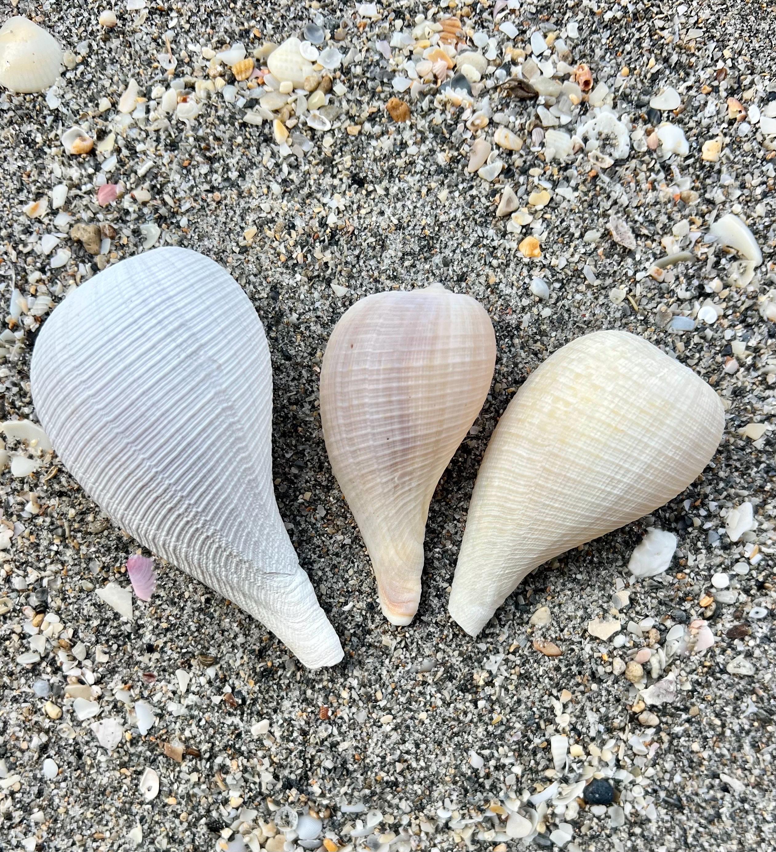 Paper fig shells- Set of 3 delicate shells, florida seashells, collectible shells, gulf coast shells