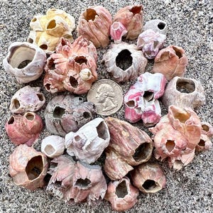 May include: A collection of various barnacle shells in shades of pink, white, and tan, featuring hollow centers and textured, ridged exteriors. A silver United States quarter coin is positioned in the center for scale, measuring 0.955 inches in diameter.