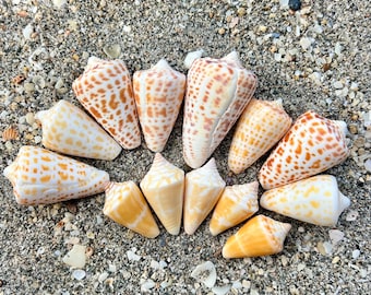 Large batch of cone shells, 8 Alphabet cones, 5 Florida cones, Gulf coast shells, hand collected seashells