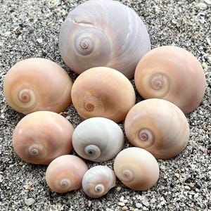 Shark eye (moon snail) shells- Lot 2, 10 seashells, ethically handpicked florida shells