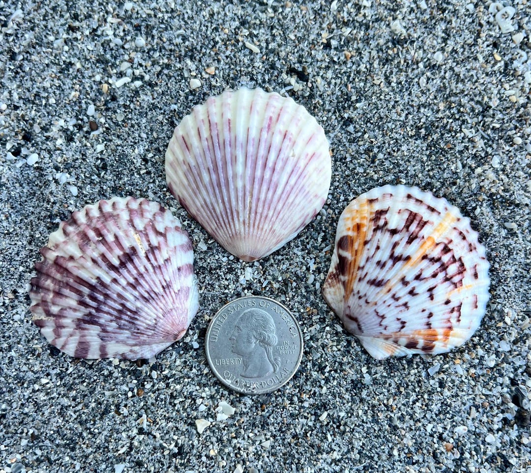 Large Scallop Shells- 3 Colorful Scallops, Ethically Hand Collected ...