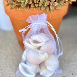 Scotch bonnet shells- 10 shells, ethically  handpicked Florida seashells