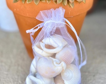 Scotch bonnet shells- 10 shells, ethically  handpicked Florida seashells