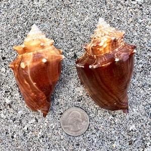 May include: Two brown and tan seashells with textured surfaces are displayed on a sandy background. A US quarter is placed near the shells for size comparison. The shells have a spiral shape and are a natural product.