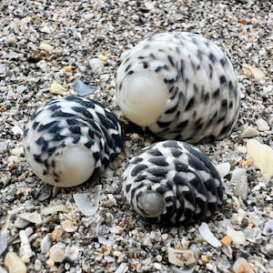 Nerite shells- Set of 3 shells, east coast shells, four toothed nerite, checkered nerite, ethically hand collected florida shells