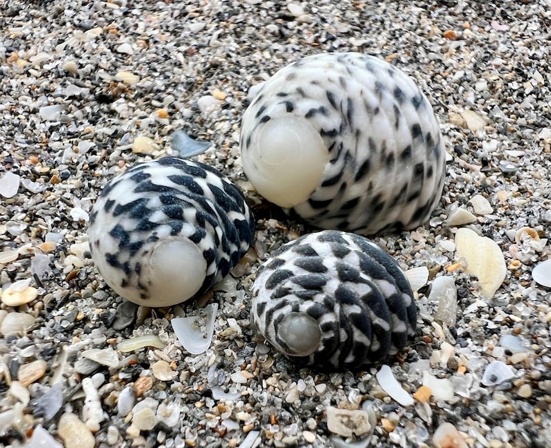 Nerite Shells- Set of 3 Shells, East Coast Shells, Four Toothed Nerite ...