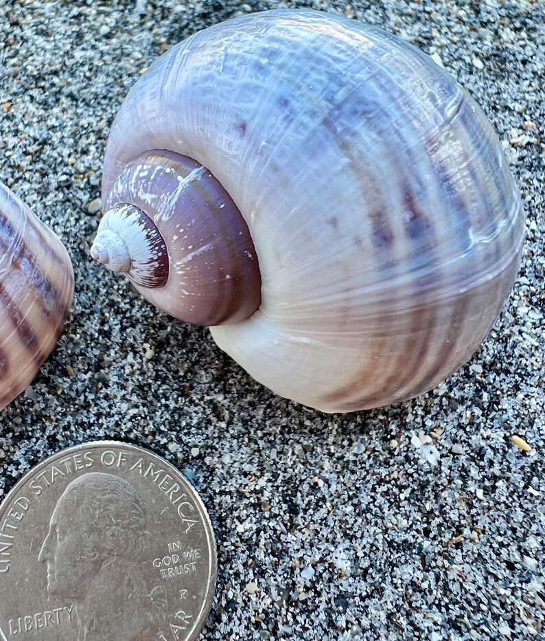 Apple Snail Shells- Set of 2 Shells, Collectible Shells, Land Snail ...