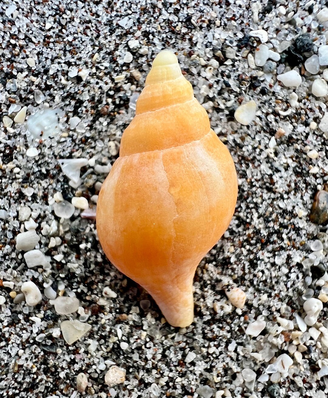 True Shells RARE Orange True Tulip Shell , Ethically Hand Collected Florida Shells ...