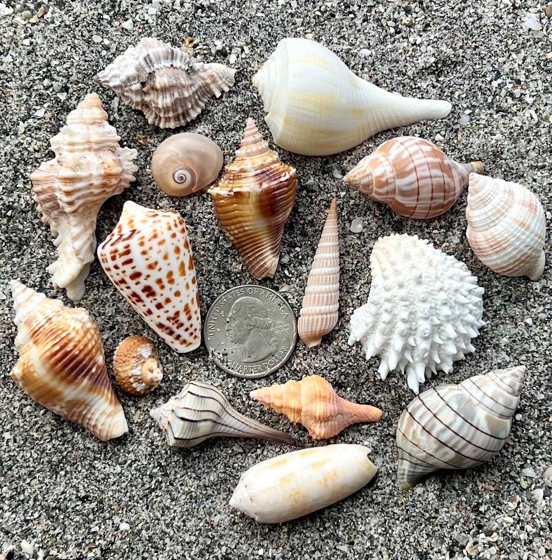 Unique Batch of Gulf Coast Seashells- 16 Shells, Ethically Hand ...