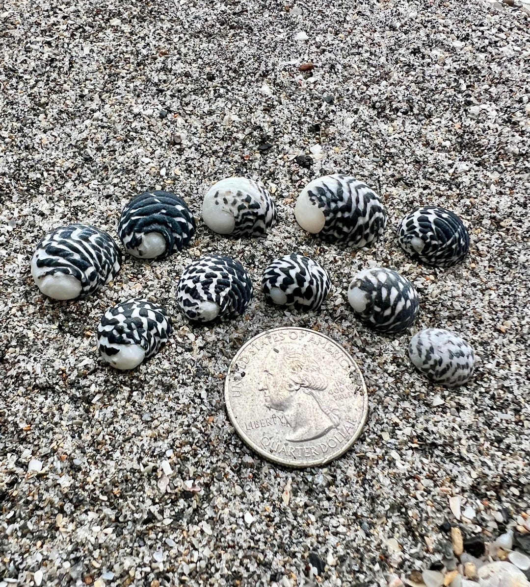Checquered Shell Checkered Nerite Shells- 10 Seashells, Ethically Hand Collected Florida ...
