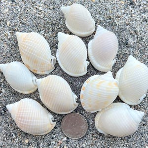 May include: A collection of white seashells with a quarter coin for size comparison. The shells are arranged on a sandy surface. The shells have a smooth, curved shape and a light, natural color.