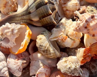Mystery shells - 15 shells, ethically handpicked florida seashells