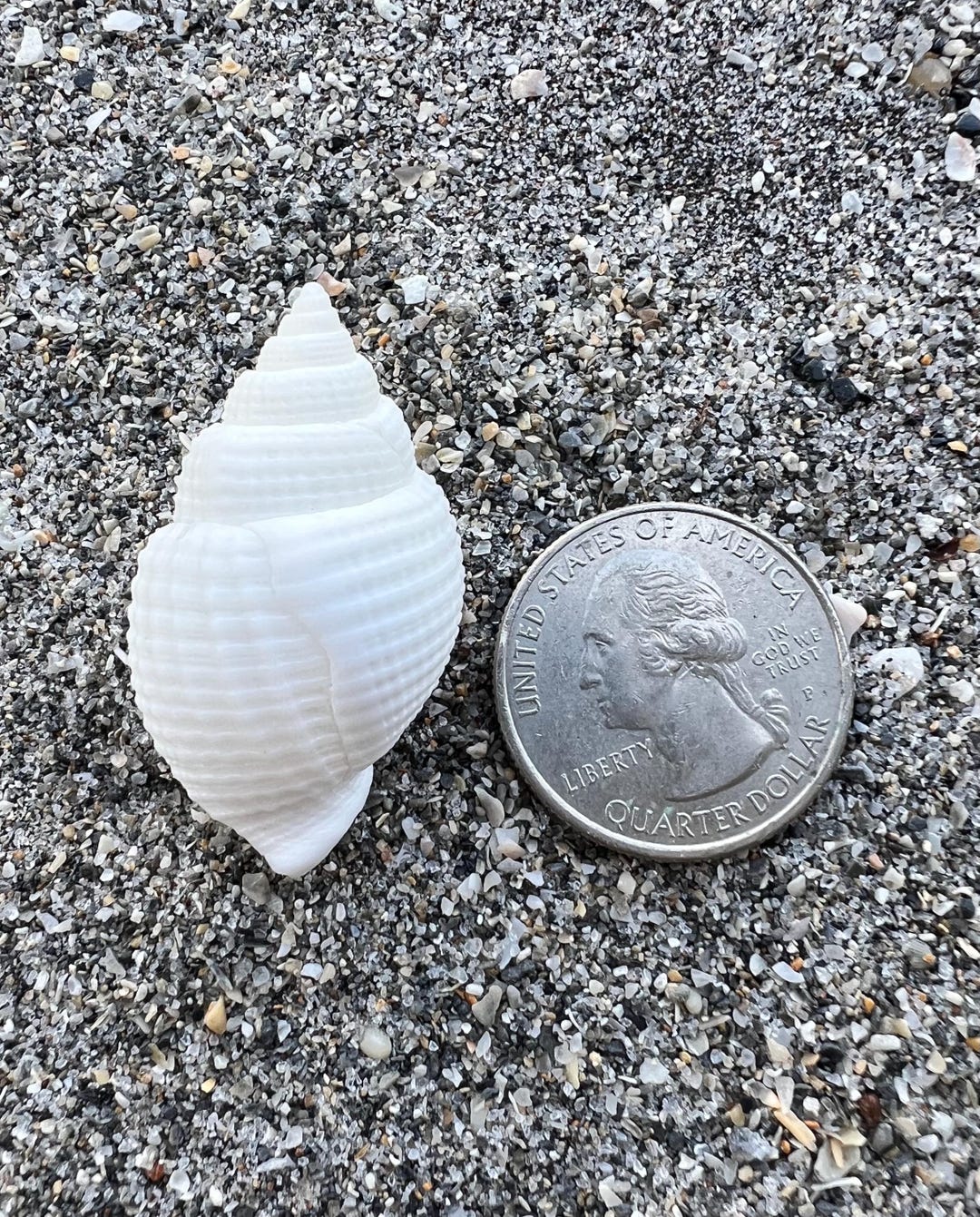 Albino Nutmeg Shell (33mm)- Rare Florida Seashell, Albino Seashell - Etsy