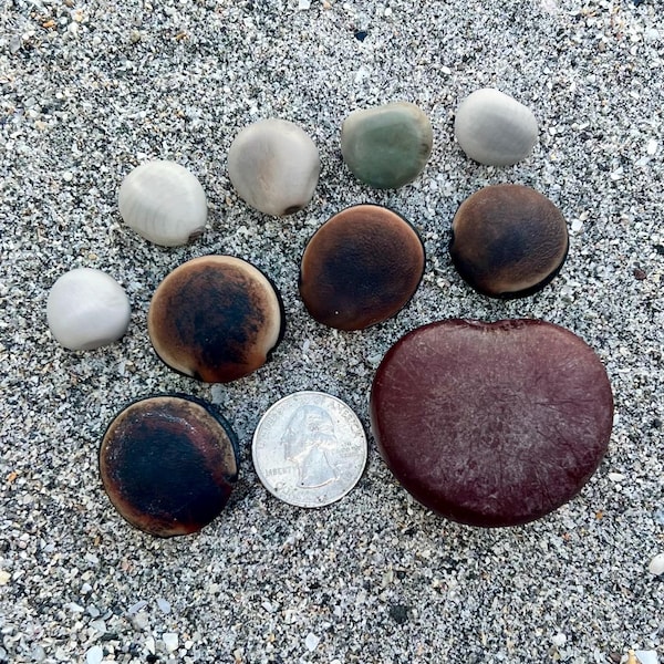 Sea beans- 10 lucky sea beans (15.24mm- 45.72mm), nickerbeans, hamburger beans, sea heart