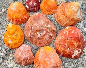 Colorful Oyster shells- 10 seashells, Orange, red, ethically hand collected florida shells