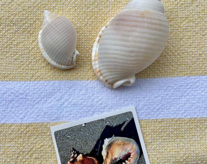 Set of 2 Scotch Bonnet Shells, Florida Shells, Handpicked in Florida - Etsy