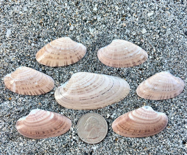 Sunray Venus Clam Shells- 7 Seashells, Craft Shells, Ethically Hand ...