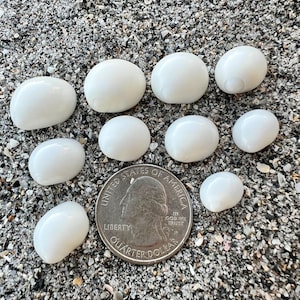 May include: A collection of ten smooth, white, oval-shaped seashells arranged on a bed of sand. A U.S. quarter coin is placed among the shells for size comparison. The shells vary slightly in size and shape, with a glossy surface.