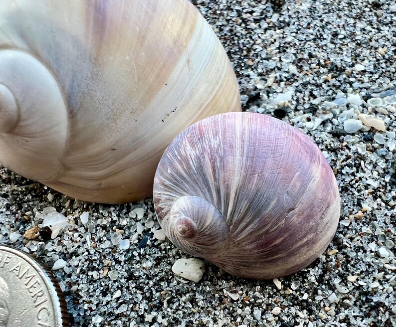 Mooano Shell Fossilized Shark Eye Moon Shells- 3 Fossilized Seashells, Florida ...