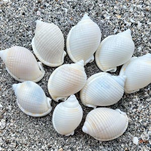 Scotch bonnet shells- LOT 1, 10 shells, florida beach shells, ethically handpicked florida seashells