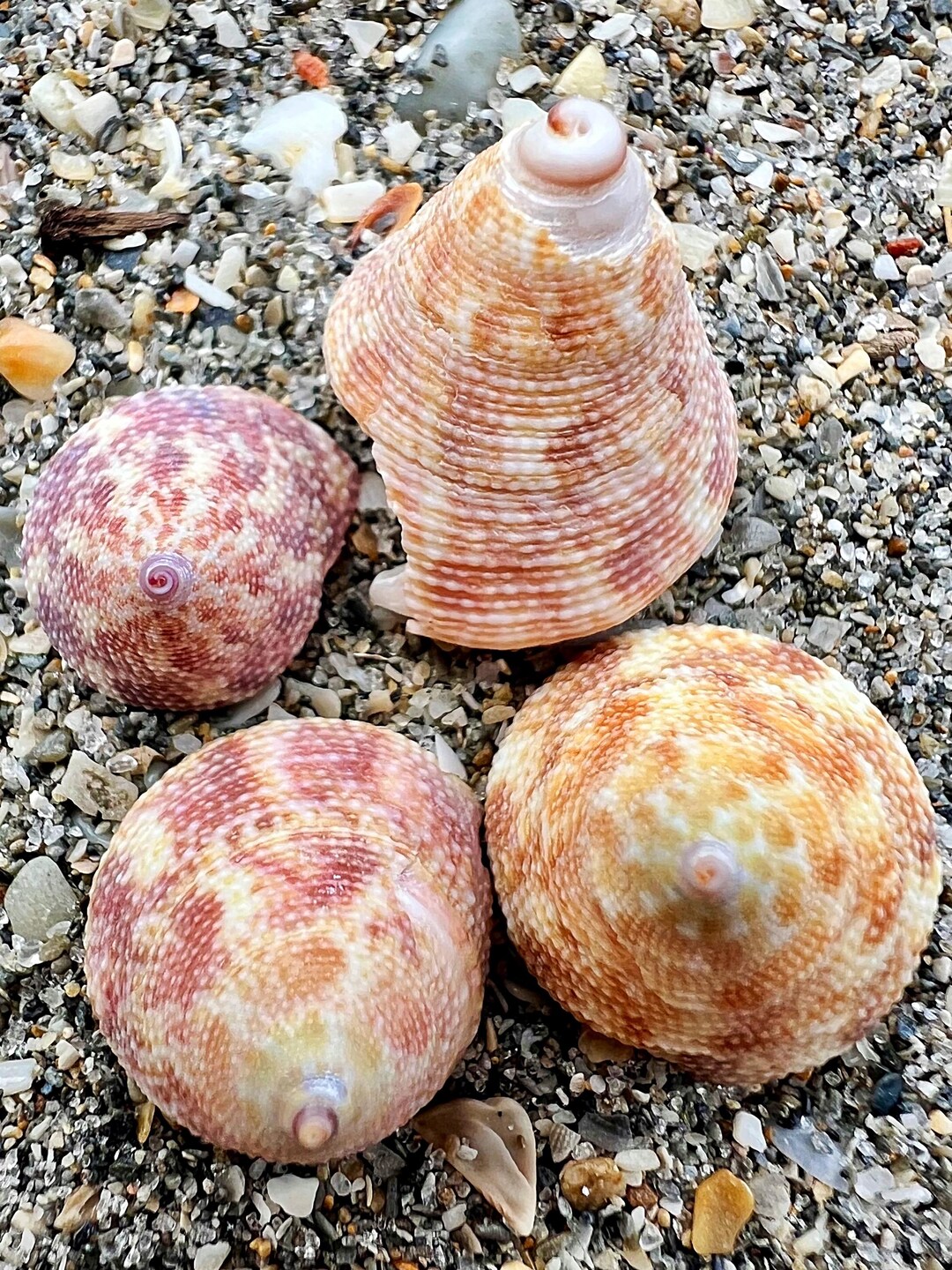 Beautiful Top Shells- Set of 4 Shells, Gulf Coast Shells, Unique ...