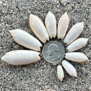 May include: A collection of ten smooth, off-white olive shells arranged in a circular pattern around a silver-colored United States quarter coin, which measures approximately 0.955 inches in diameter, providing a clear scale for the shells.